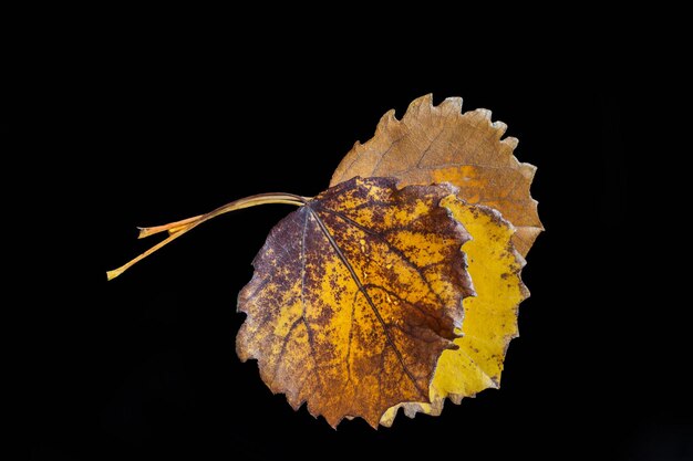 Ramo de hojas de otoño sobre un fondo negro