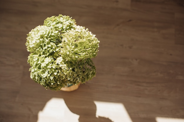 Ramo de hortensias verdes frescas ahogándose en rayos de sol, juego de luces y sombras. Copie el espacio, vista superior.