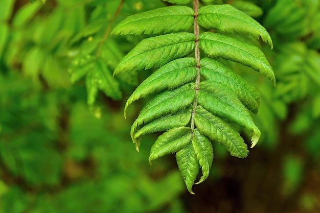 Ramo jovem de uma montanha de cinzas com novas folhas verdes