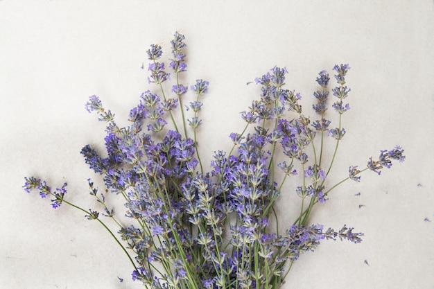 Ramo de lavanda de fondo blanco.