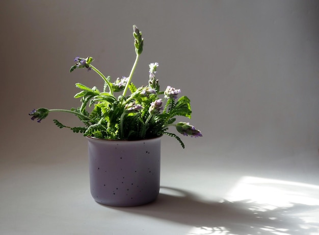 Un ramo de lavanda en un jarrón lila a los rayos del sol.