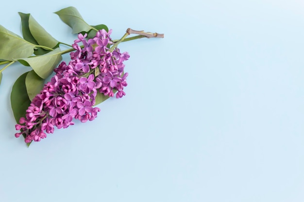 Un ramo de lilas aromáticas de primavera púrpura con hojas verdes sobre un fondo azul