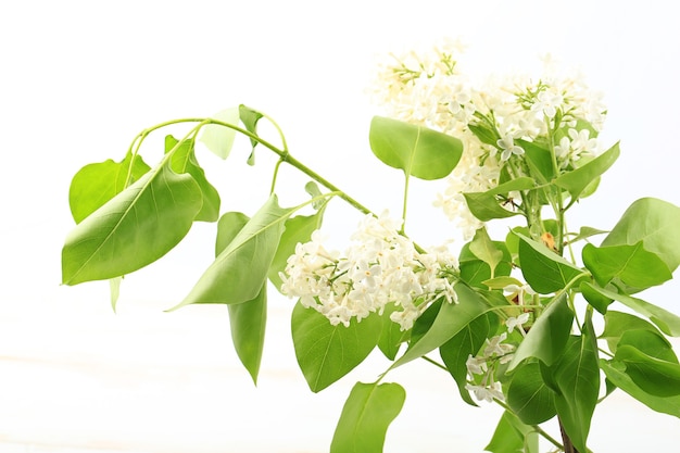 Ramo de lilas blancas sobre un fondo blanco.