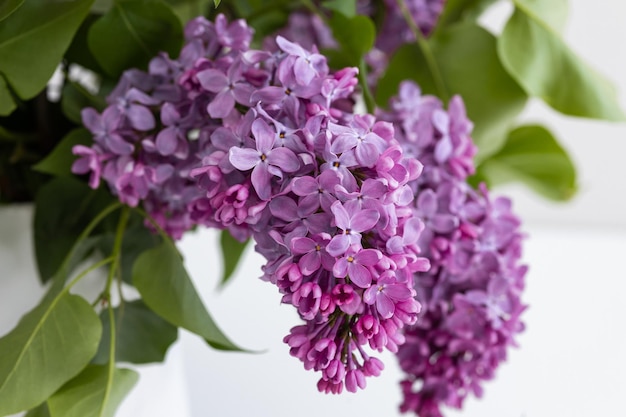 Un ramo de lilas en un jarrón blanco.