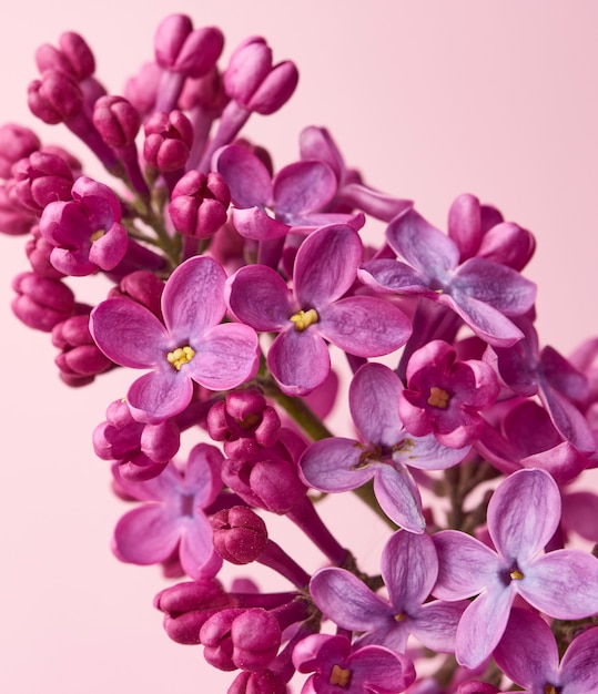 Ramo de lilas moradas sobre un fondo rosa