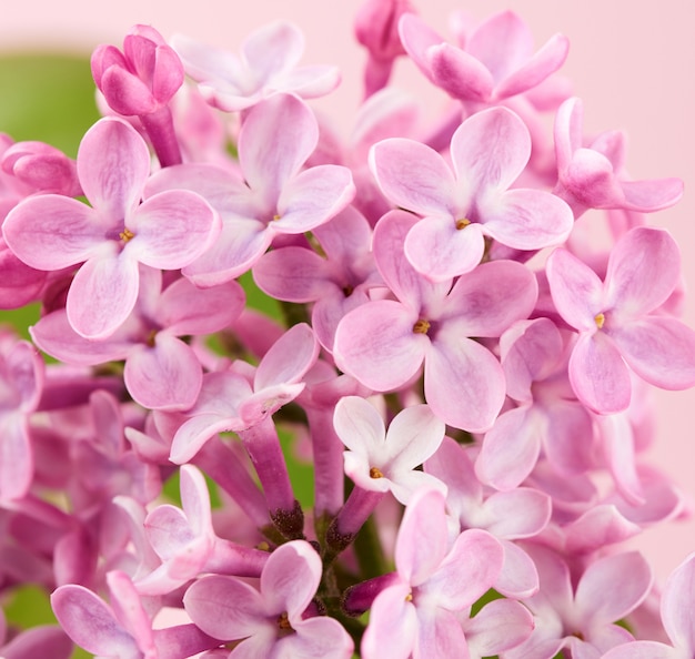 Ramo de lilas rosas sobre un fondo rosa