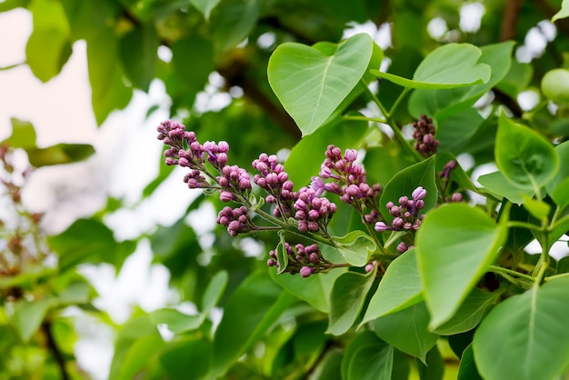 Ramo lilás roxo no jardim verde