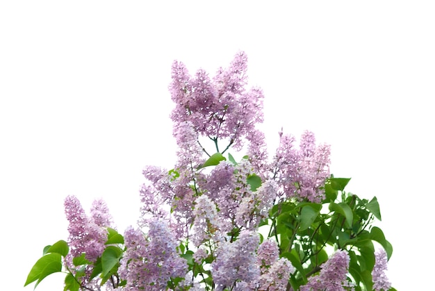 Ramo lilás violeta isolado