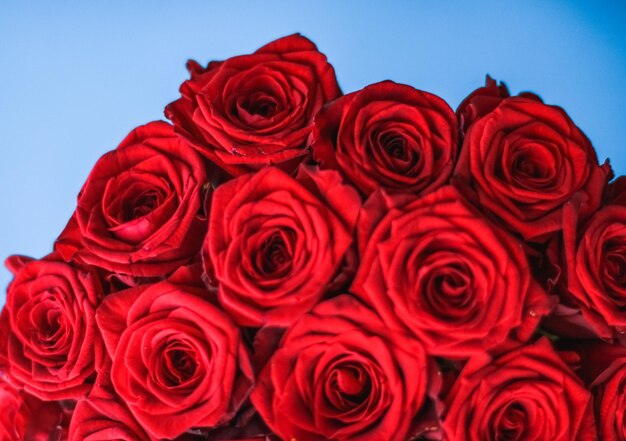 Ramo de lujo de rosas rojas sobre flores de fondo azul como regalo de vacaciones