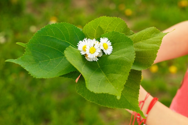 Ramo de margaritas blancas de flores silvestres y hojas verdes con un niño. Regalo de un niño