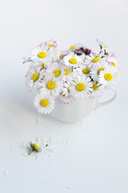 Ramo de margaritas comunes en una taza de té sobre fondo blanco.