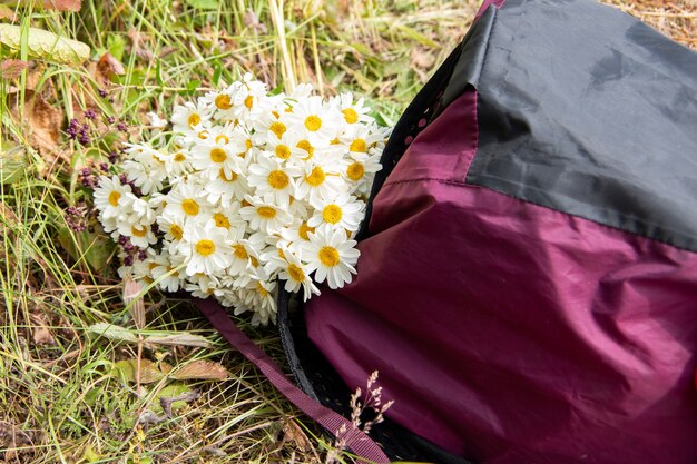 Un ramo de margaritas se encuentra en una mochila burdeos sobre la hierba. Fondo natural, enfoque selectivo, espacio de copia.