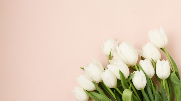 Ramo de mentiras frescas de tulipanes blancos de primavera