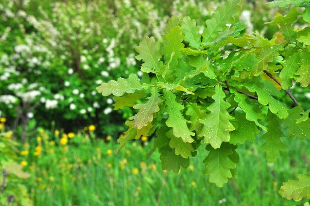 Ramo molhado verde fresco colorido de um jovem carvalho com gotas de chuva nas folhas fechadas Sergiev Posad Moscou região Rússia