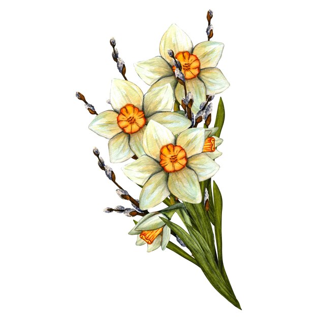 Ramo de narcisos de acuarela de primavera Flores con tallo y hoja Ilustración botánica de primavera