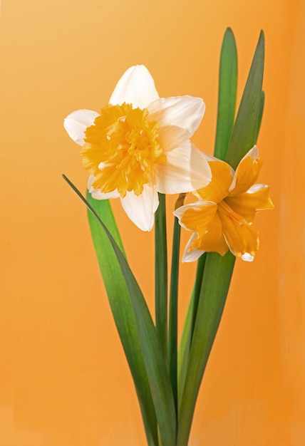 Ramo de narcisos aislado sobre un fondo amarillo.