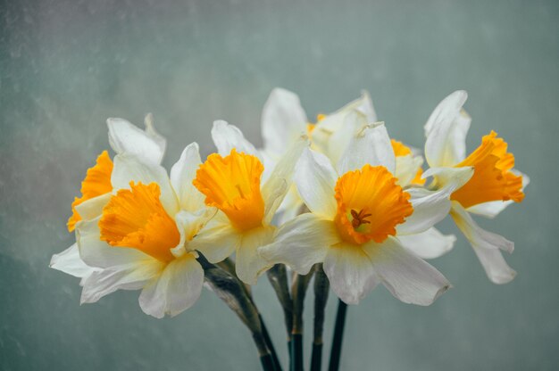 Ramo de narcisos de primavera.