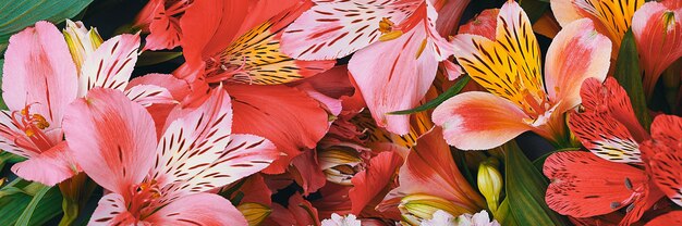 El ramo de orquídeas es hermoso, fresco, rojo vivo y amarillo sobre un fondo claro.