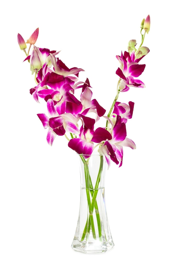 Foto ramo de orquídeas moradas en jarrón de vidrio aislado sobre fondo blanco.