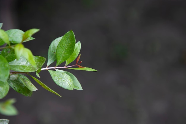 Ramo ou folhas de Henna Verde Herbal com fundo embaçado