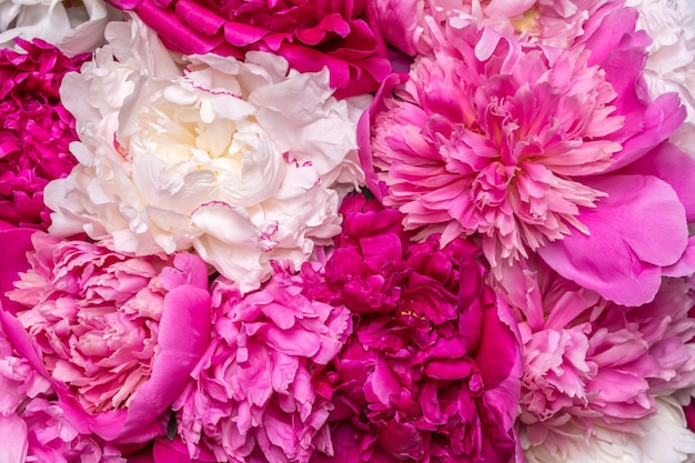 Un ramo de peonías con gotas de agua Flores violetas de primavera