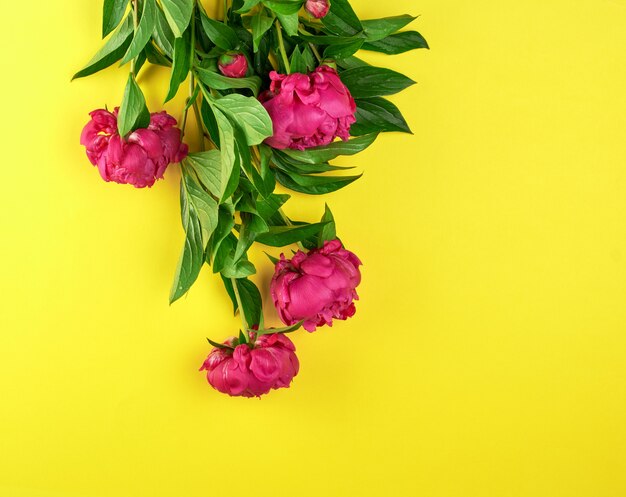 Ramo de peonías rojas con hojas verdes sobre amarillo.