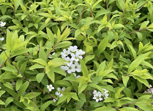 Un ramo de pequeñas flores blancas se encuentran entre las hojas verdes de un arbusto.