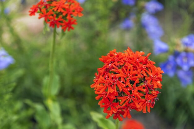 Ramo de pequeñas plantas de flores rojas