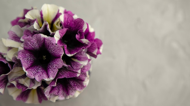 Foto ramo de petunias de frambuesa