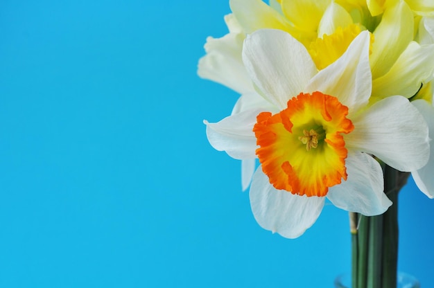 Ramo de primavera de narcisos amarillos sobre un fondo azul Espacio de copia