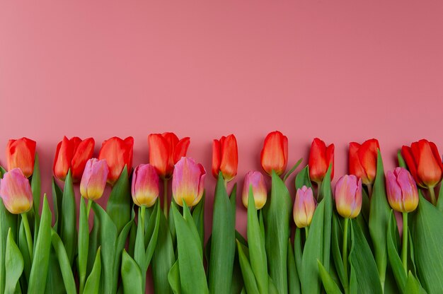 Ramo de primavera de tulipanes sobre un fondo rosa