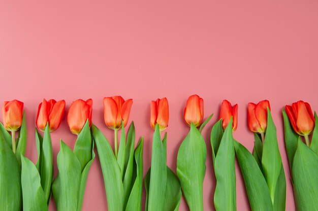 Ramo de primavera de tulipanes sobre una superficie rosa