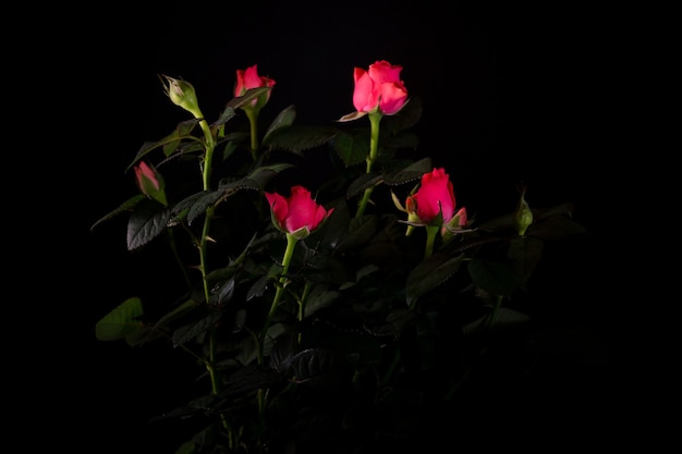 Ramo de primer plano de rosa hermosa en la oscuridad