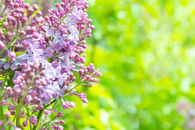 Ramo de rama de flores lilas