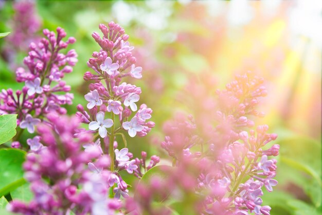 Ramo de rama de flores lilas