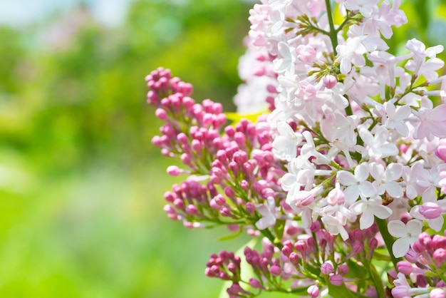 Ramo de rama de flores lilas