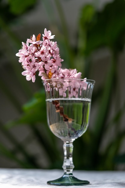 Ramo de ramas florecientes de albaricoque en copa de vino en la mesa en casa flor de cerezo japonés sakura