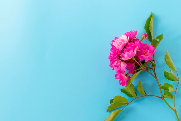 Ramo de una rosa rosa sangrienta sobre un fondo azul vista superior Concepto de vacaciones Boda del día de mamá