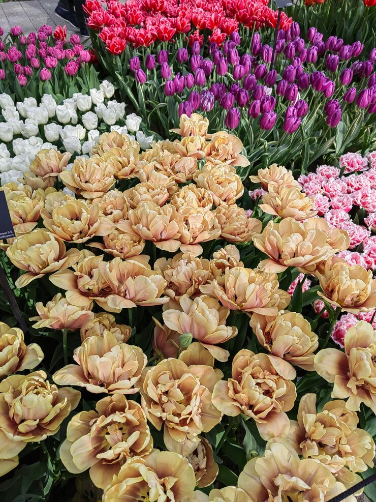 ramo de rosas de campo en los Países Bajos