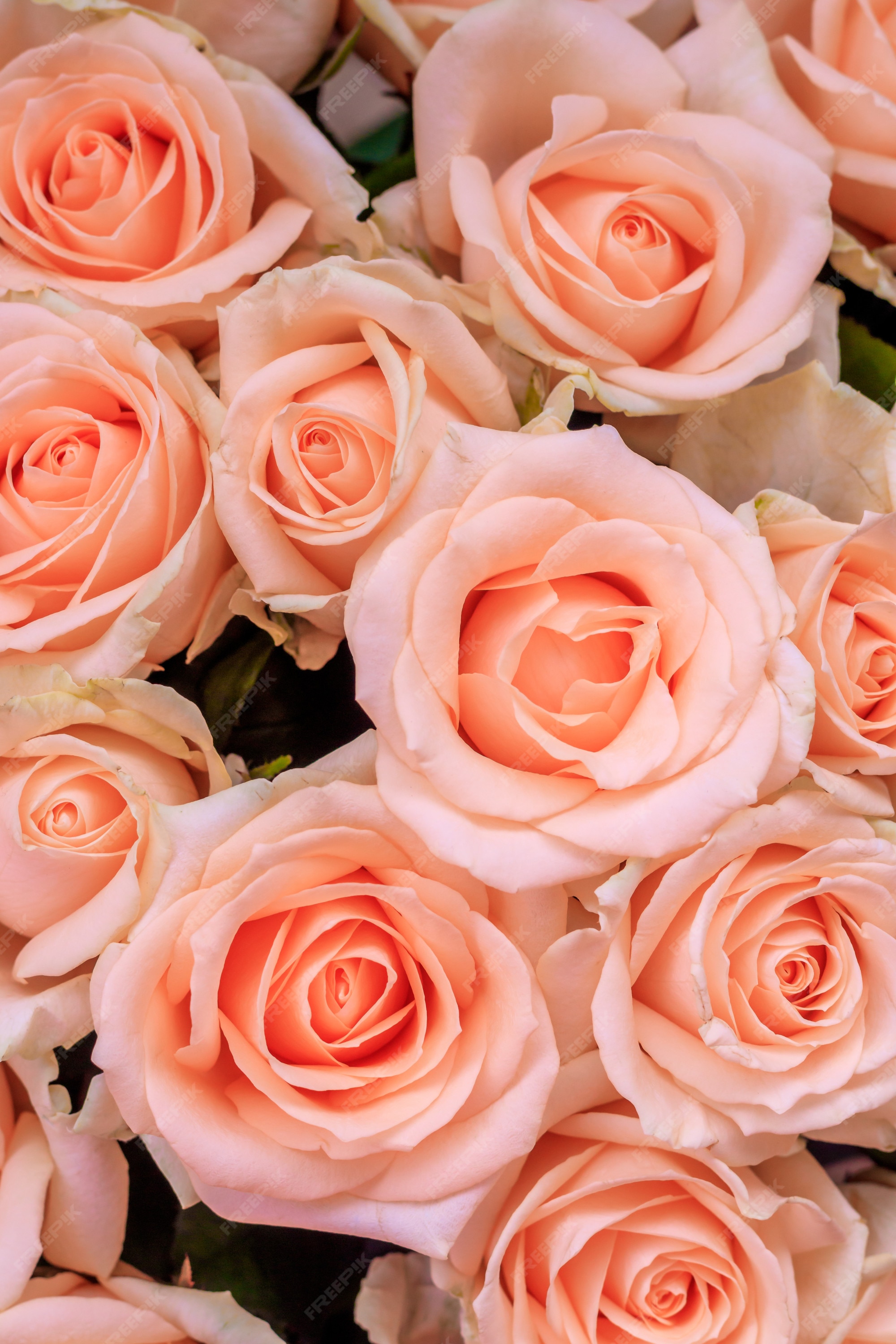 Ramo de rosas delicadas. un fondo de rosas florales. hermosas flores. un regalo para las vacaciones. flores frescas. | Foto Premium Ramo de rosas delicadas. un fondo de rosas florales. hermosas flores. un regalo para las vacaciones. flores frescas. | Foto Premium