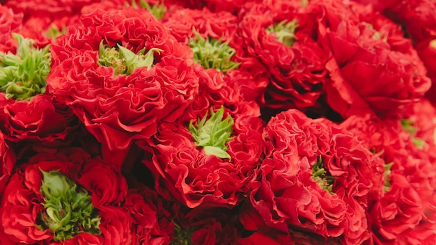Ramo de rosas frescas floral fondo rojo brillante para tarjeta de felicitación David austin variedades rosas