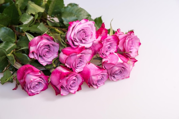 Ramo de rosas moradas sobre fondo blanco Fondo de flores Concepto de boda y cumpleaños del día de la madre