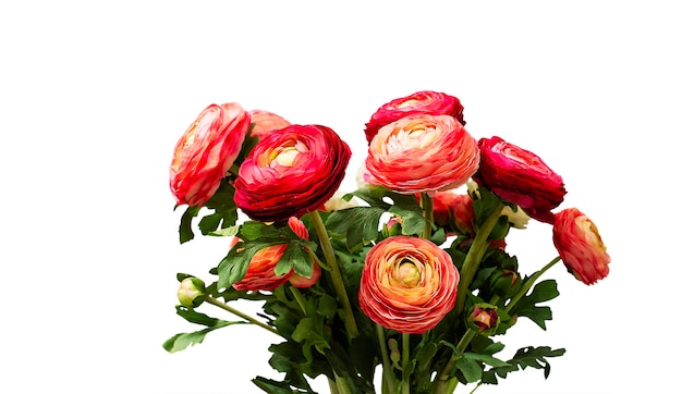 Ramo de rosas rojas aislado sobre un fondo blanco Vista lateral Fondo de rosas con espacio de copia