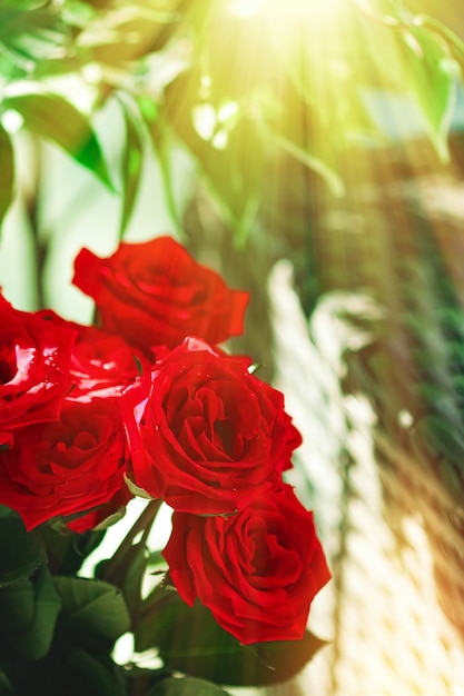 Ramo de rosas rojas como regalo floral de vacaciones hermosas flores frescas del jardín como decoración del hogar