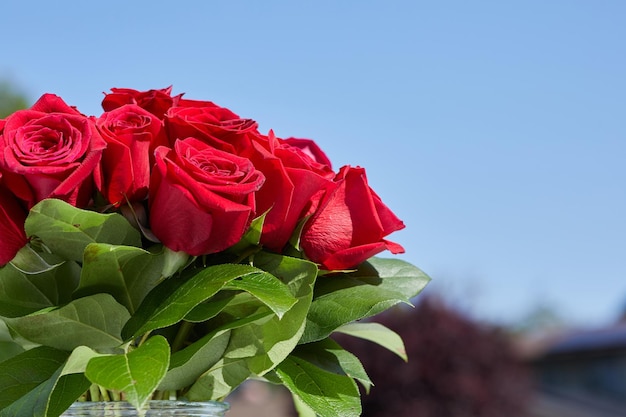 Ramo de rosas rojas frescas con hojas verdes