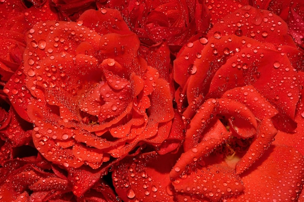 Un ramo de rosas rojas con gotas de agua sobre ellas