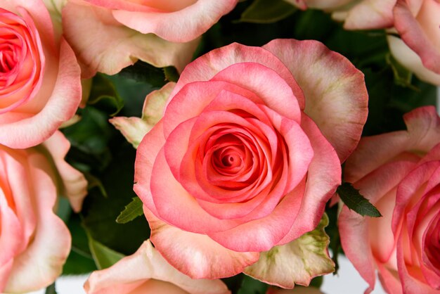 Ramo de rosas rosadas aislado sobre fondo blanco.