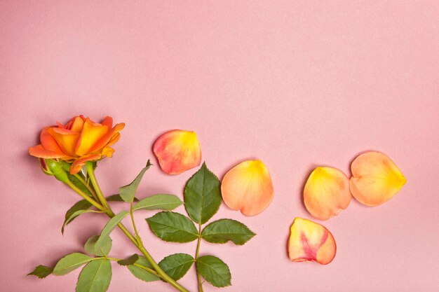 Un ramo de rosas rosadas sobre un fondo rosa