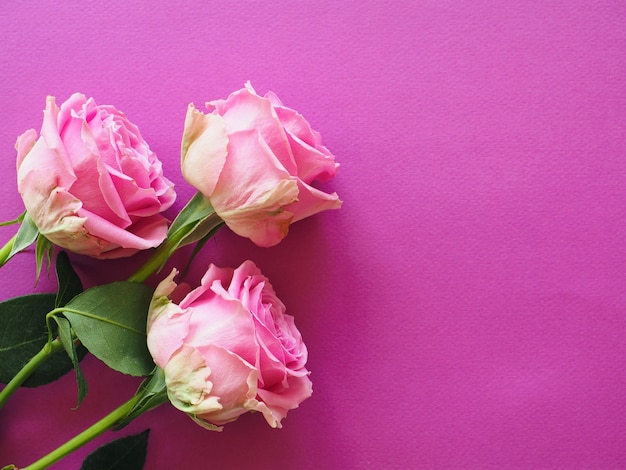 Ramo de rosas rosadas sobre papel