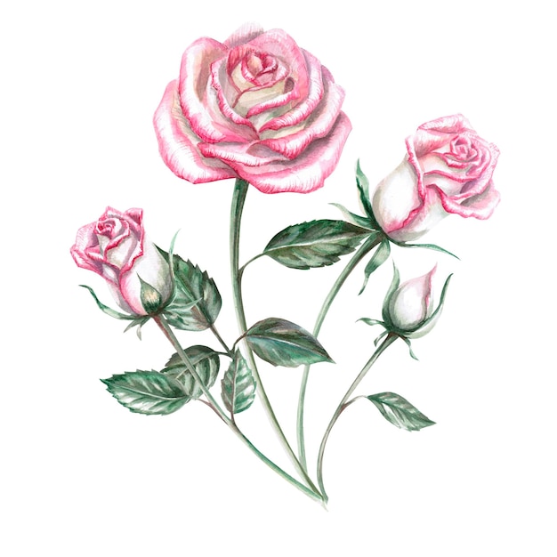 Ramo de rosas rosas en acuarela Ilustración dibujada a mano acuarela para tarjetas carteles cosméticos decoraciones de celebración Composición aislada del fondo
